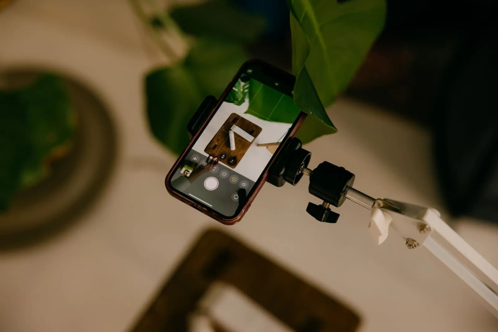 En telefon på et stativ fotograferer en opstilling med planter oppefra
